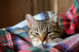 Signs Your Cat Is Sick