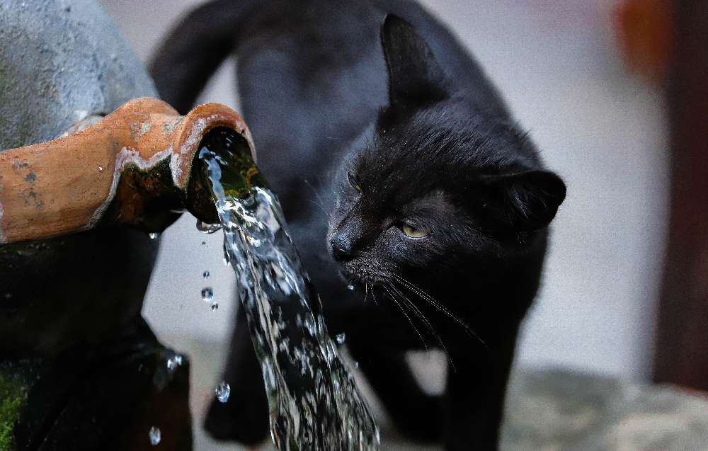 Benefits of Cat Water Fountain for Health