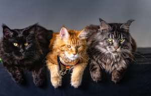 Best Indoor Cat Breeds