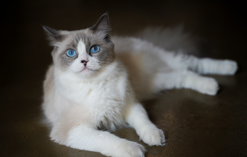 Best Indoor Cat Breeds