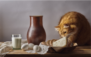 Can Cats Eat Cheese