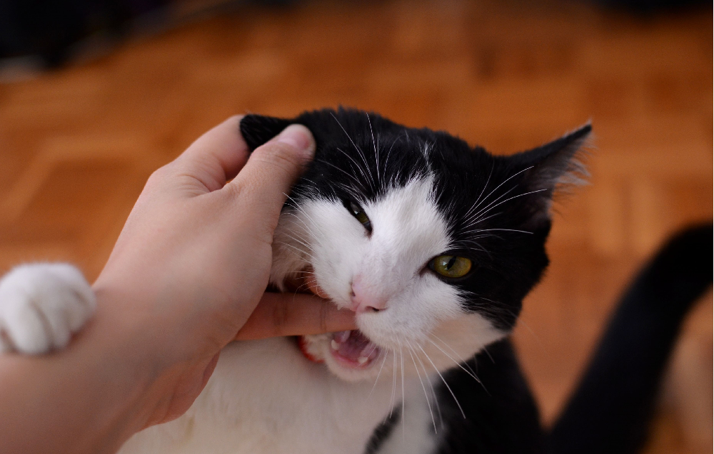 How to Stop Kitten From Biting Hands