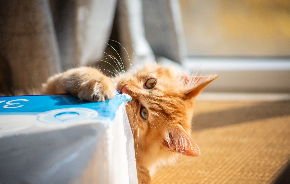 How to Stop Kitten From Biting Hands