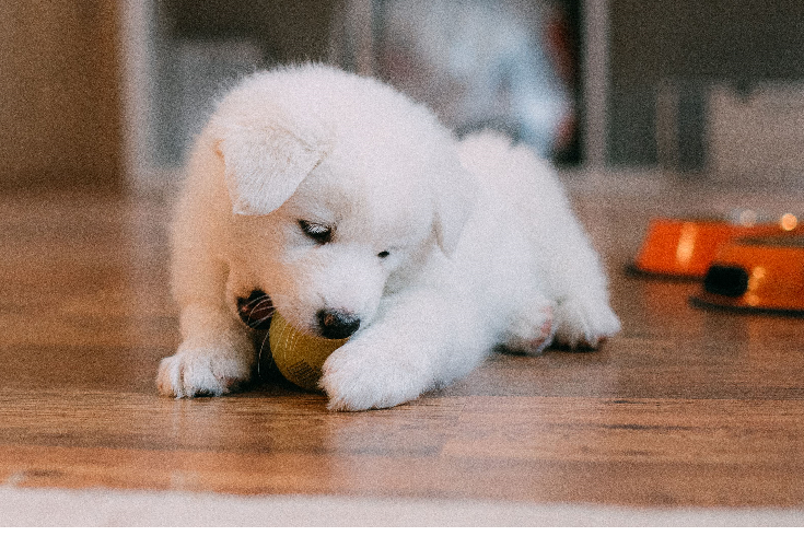 How to Stop Puppy Biting
