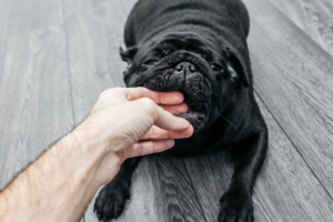 How to Stop Puppy Biting