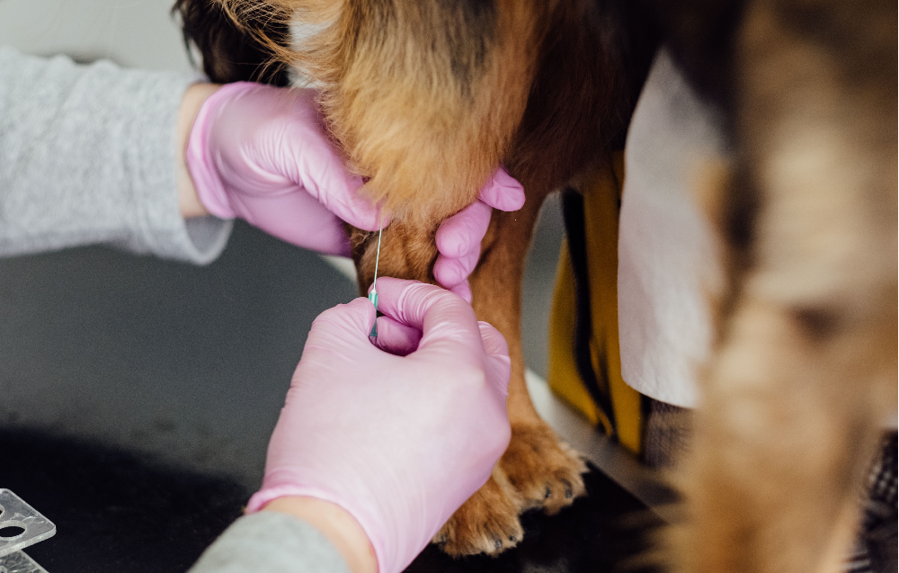 Pet Microchip