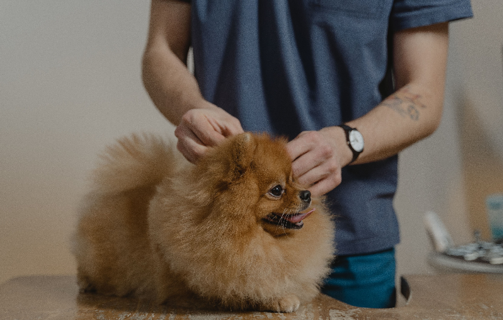 Is a Pet Microchip Worth It?