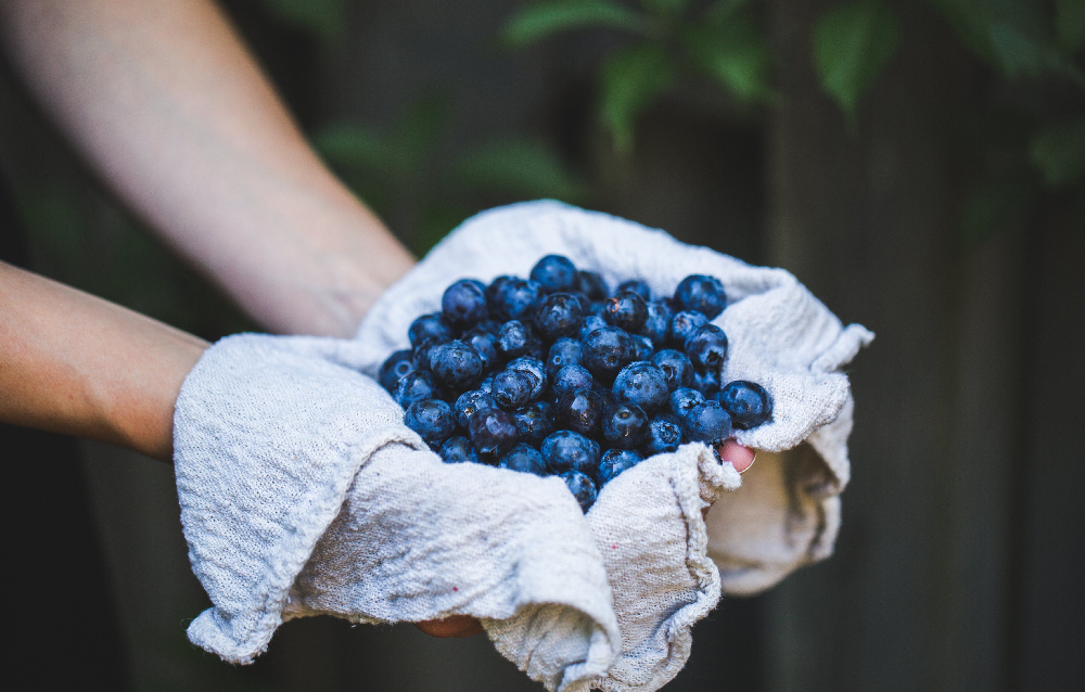 Can Dogs Eat Blueberries