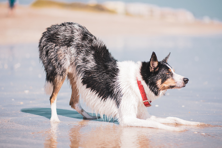 Dog sunburn