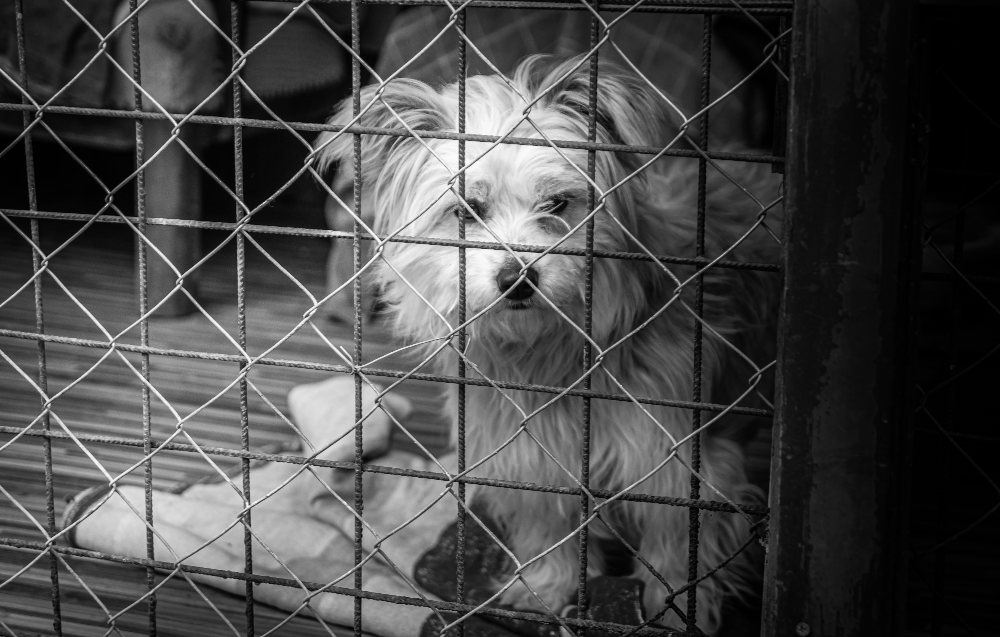 dog cage