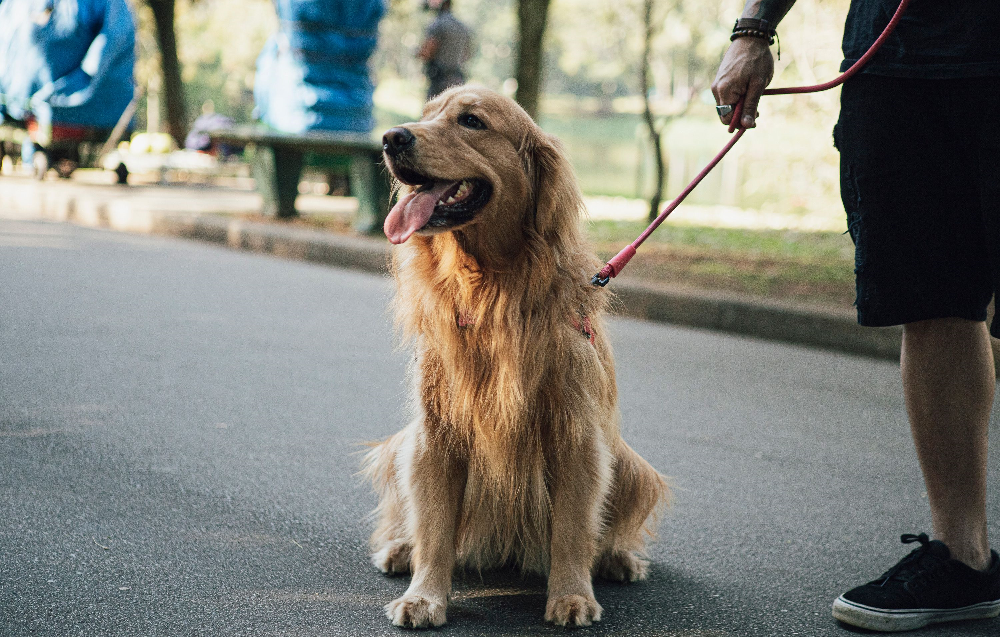 How to Choose the Best Dog Leash