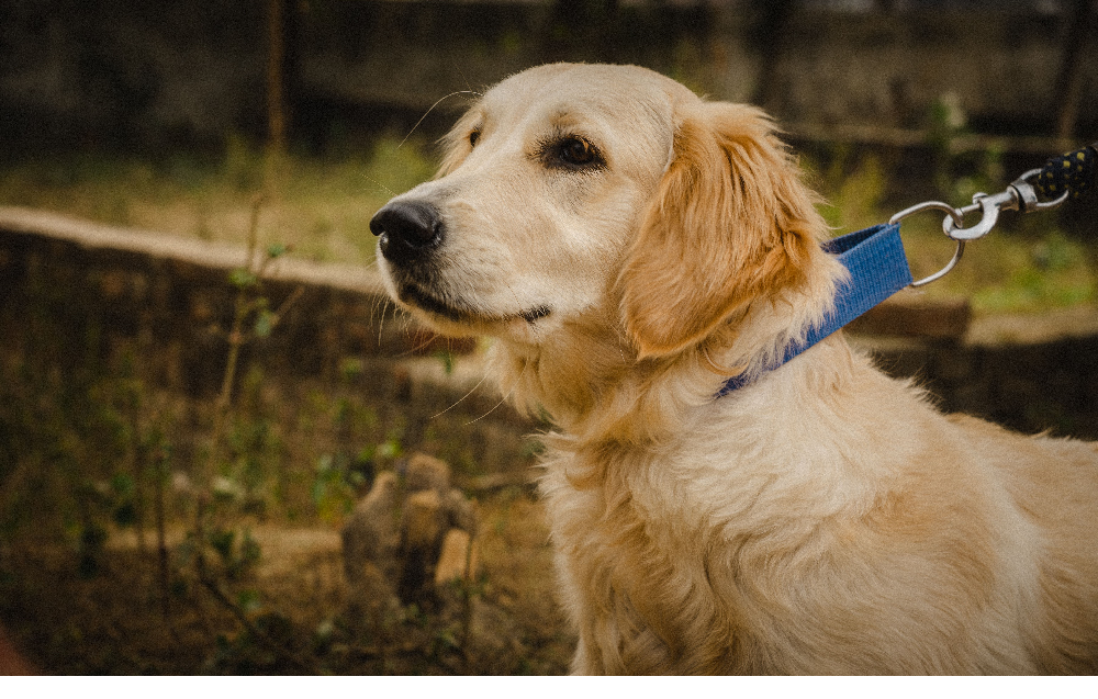How to Choose the Best Dog Leash