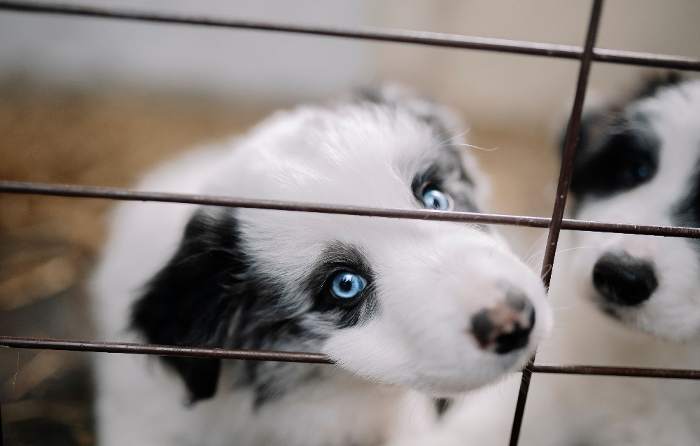 Dog Cage Guide